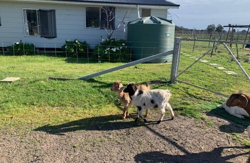 Violet Town Other | Glamping Tent in a farm with lots of pets
