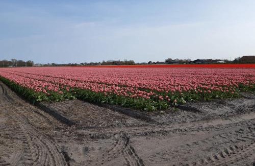 Breezand House | Groot familiehuis voor 6 personen in landelijke, rustige omgeving