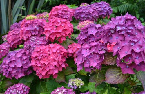 Killarney Bed & Breakfast | Guaire House Killarney
