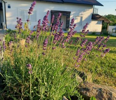Lasinja House | Guest House Doležal