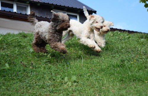 Radatovici House | Guest House Lagotto's Peak