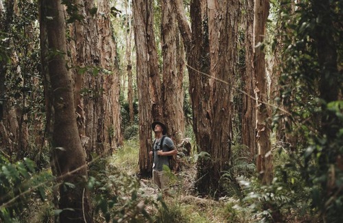 Boreen Point Other | Habitat Noosa