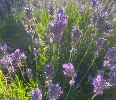 Tourouvre-au-Perche Bed & Breakfast | Halte dans le Perche
