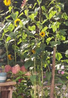 Statz Apartment | Haus Statz 48 Parterre