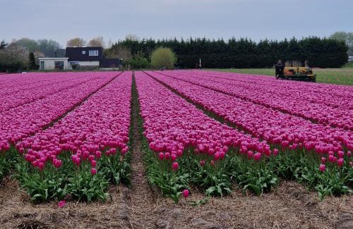 Castricum House | Het Zomerhuis