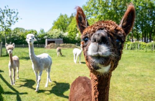 Moerkerke Apartment | Hoeve den Akker - luxueuze vakantiewoningen met privétuinen en alpaca's nabij Brugge, Damme, Knokke, Sluis en Cadzand