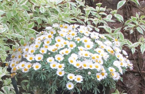 Arras House | Holiday house Arras for 1 - 2 persons with 1 bedroom - Holiday house