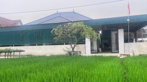 Quynh Luu House | Home stay paddy field