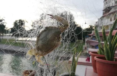 Taman Haji Zainal Apartment | Homestay Atas Air - melayu sahaja