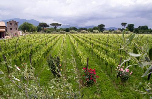 Teano House | i Cacciagalli Wine Resort