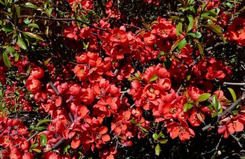 Cassina de' Pecchi Bed & Breakfast | In Giardino B&B