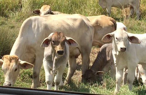 Knapp Creek Cabin | Karalee farmstay getaway with friendly animals