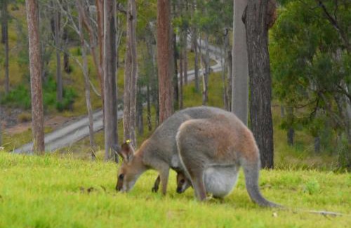 Scenic Rim Regional Cabin | Ketchup's Bank Glamping
