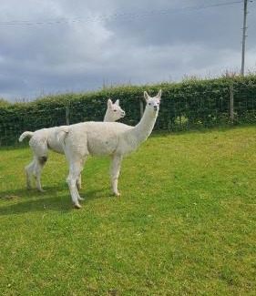 Omagh House | Kingarrow Cottage