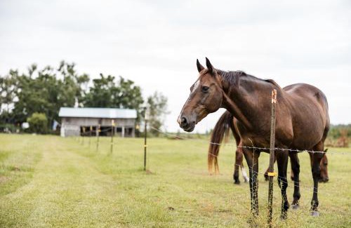 Live Oak House | Kokomo Farms
