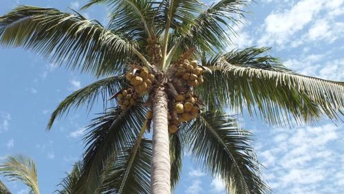Kotu Resort | Kunta Kinteh Beach Complex