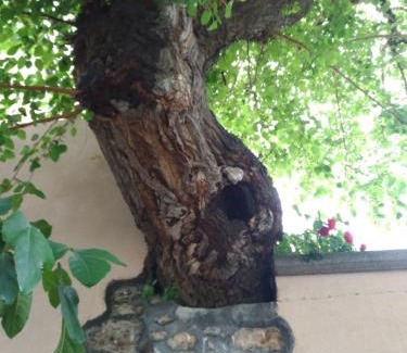 Viggiano Bed & Breakfast | L'Antico Gelso