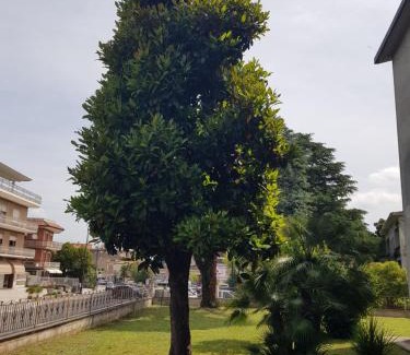 San Giorgio a Liri Apartment | La Magnolia