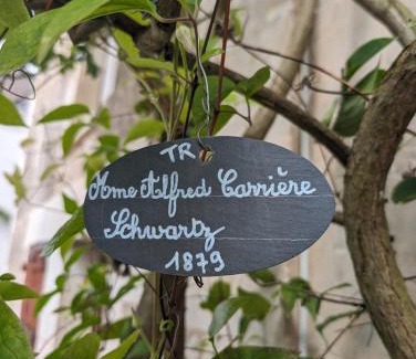 Chedigny House | La rose d'Alfred