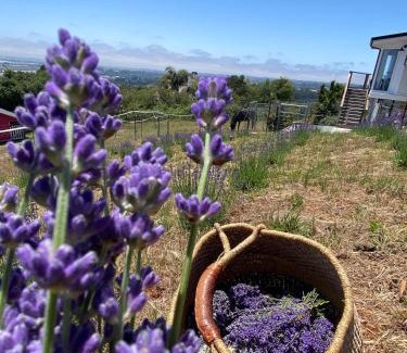 Watsonville Apartment | Lavandine Farm