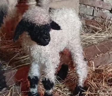 Corgengoux House | Les Blés Dorés et Les Graines de Lin, 2 gîtes à la Ferme avec moutons et piscine, à côté de Beaune