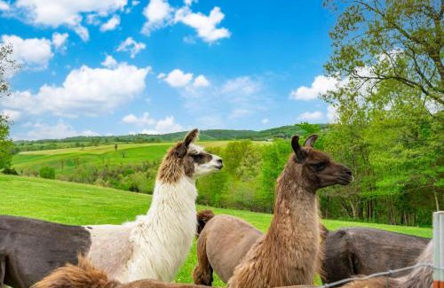 Omaha House | Llama House