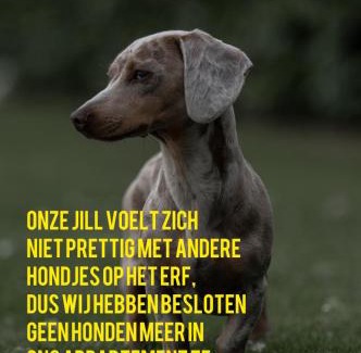 Jubbega Apartment | Logeren boven paarden