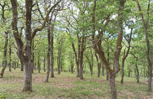 Cremps House | Maison sur le causse du Quercy Lot 46