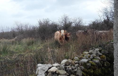 Grange House | Marsh Cottage F91 N4A9