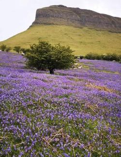 Mullaghnaneane Bed & Breakfast | Mount Edward Lodge