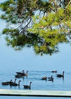 Bala House | Muskoka Sandy Beach Cottage