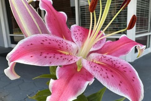 Northwest Raleigh Hotel | NATION'S INN of Wake County - Raleigh Crabtree
