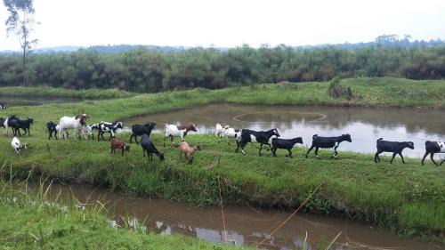 Kireka House | Nguru Farm