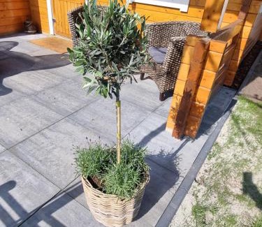 Anloo Other | Nieuw - Luxe Blokhut Chalet in bosrijke omgeving