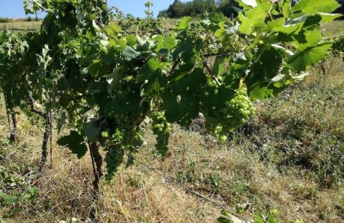 Momperone House | Oasi di Mastarone - Il vino e le Rose