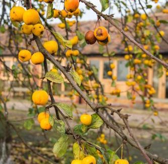 Newport House | Paddock Cottage