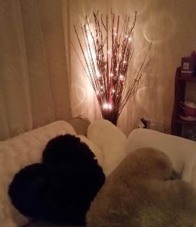 Llangynog Hotel | Pantysgyfarnog near Carmarthenshire Pembrokeshire
