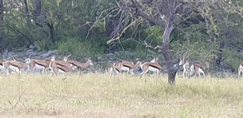 Grootfontein Cabin | Paradise Camp Game Lodge