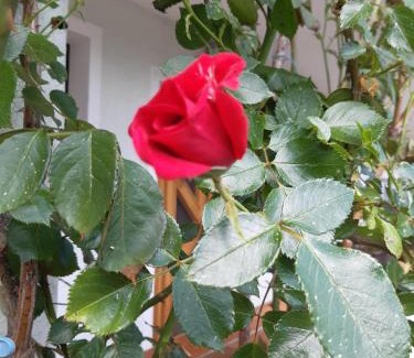 Rosenbach House | Pension Stausee