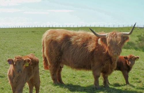 Gigha House | Primrose Cottage