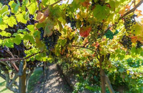 Peso da Regua House | Quinta de Villa Franca - Douro