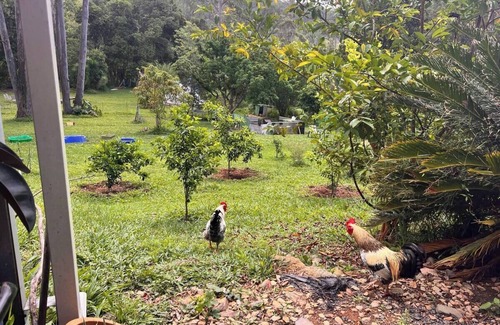 Dairyville Apartment | Rainbow Farm Studio - Sleep to the sounds of the Orara River 15 mins from Coffs.