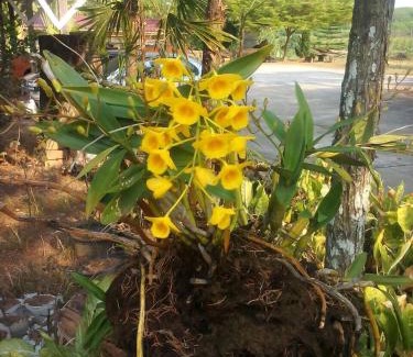 Phu Ruea Resort | Rayong Phurua Resort