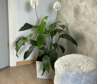 Paide Apartment | Renthouse Guest Apartment ADEELE