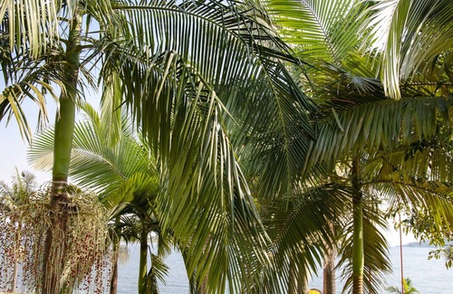 Buhongo House | Room in Lodge - Find a Quiet Beach Resort at Rushel Kivu Resort!