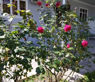 Sheki Apartment | Rose House