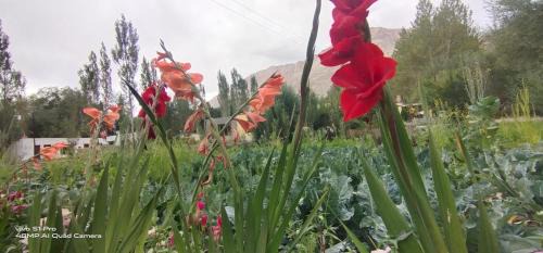 Hundur Bed & Breakfast | Royal Mount Guest House Ladakh by LexStays