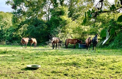 Les Champeaux House | Séjour à la campagne près de Camembert dans le bocage normand