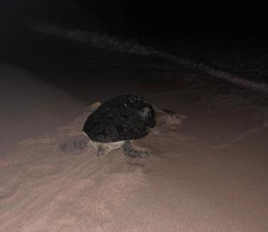 Al Hadd House | Sea Turtles Guest House #2 Ras Al Hadd