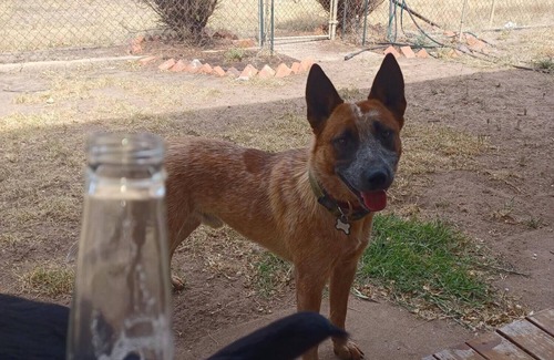 Wal Wal House | Snakes a plenty, rough country accommodation, no electronic communications.